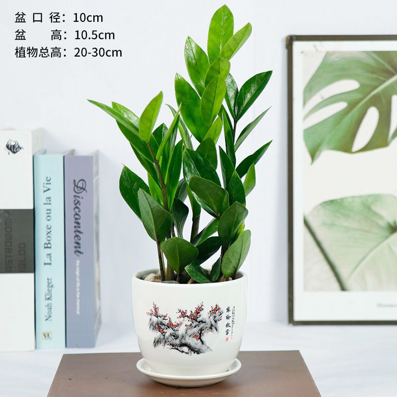 Money Tree Potted Plant, Money Tree Green Plant, Air Purifying Flower, Indoor Green Plant, Living Room, Office Desktop Bonsai