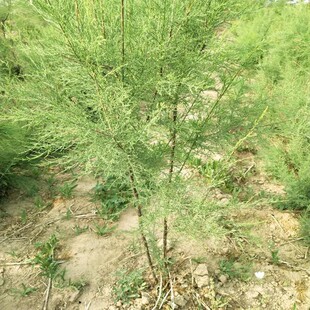 Tamarix Base Community Greening Now Dug Salt Pine Red Willow Salt-Tolerant and Cold-Resistant Plants