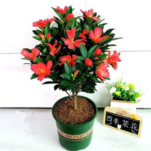 四季杜鹃茶盆栽带花苞山茶花新品种花卉树苗四季开花海棠抱茎茶花