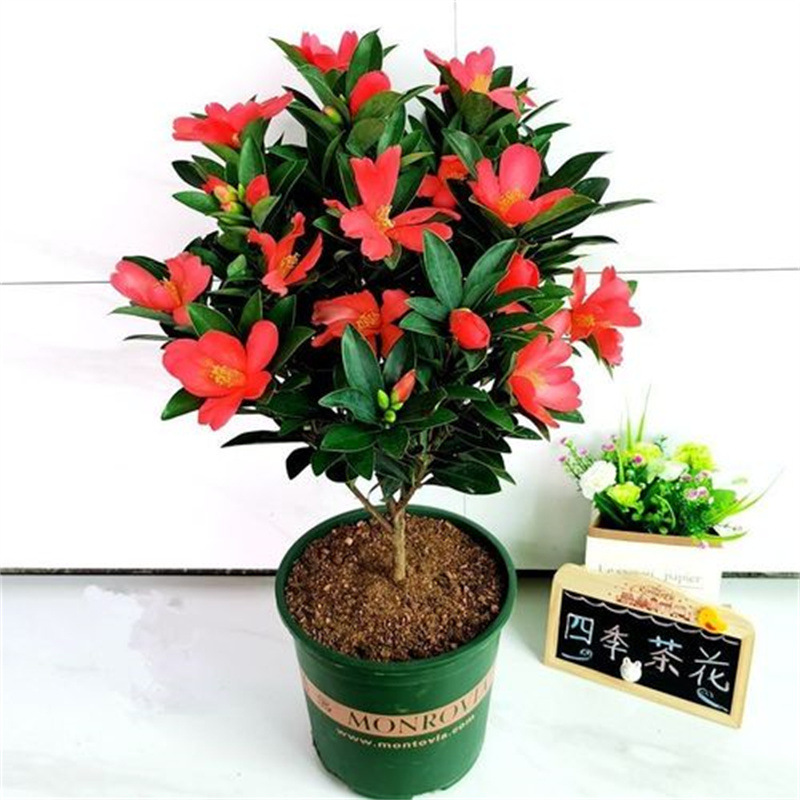 四季杜鹃茶盆栽带花苞山茶花新品种花卉树苗四季开花海棠抱茎茶花