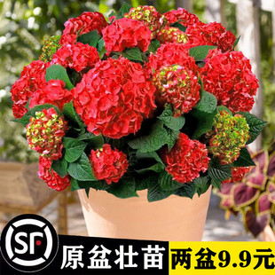 Four Seasons Flowering Hydrangea Potted Flower Garden Hydrangea Seedlings Endless Summer Flower Plant Indoor Flower with Buds