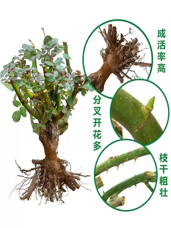 Саженцы роз оптом Парк двор декоративные цветы в горшках Four Seasons цветущие растения комнатные большие цветы саженцы роз