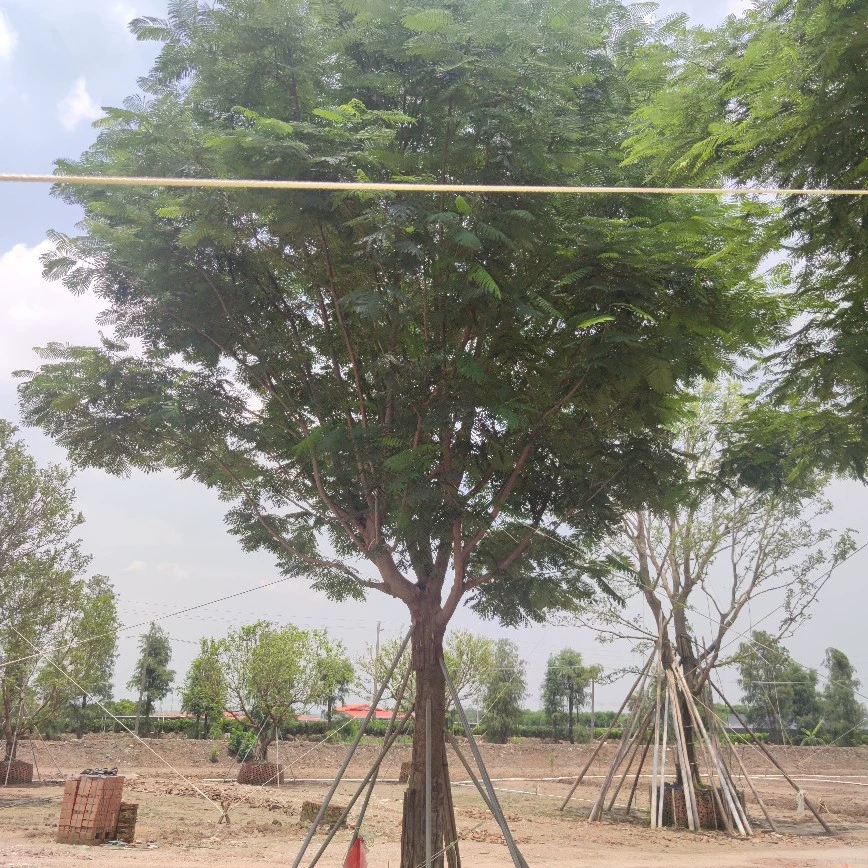 2108 Поставка бутика с полным коронным деревом феникса 28-32 см