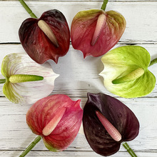 ÷�������^��ɏ���滨ͥԺˇ�gչ�b�����@ˇ�����^��ɏ