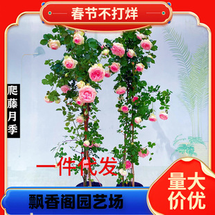 һ�����l�ٱ��¼����Nޱ����W���´󻨝�����������ֲ��ͥԺ����