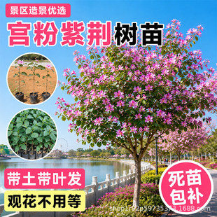 �m�����G����V�|��ѻ������ͥԺ�G���쾰�ļ������^�p�L�����