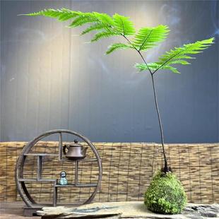 Hydroponic Moss Ball Red Phosphorus Fern Indoor Green Plant Tea Desktop Office One Leaf Zen Fern