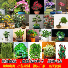 跨境盆景树种子绿植种子发财树铜钱草薄荷种子小包装一件代发