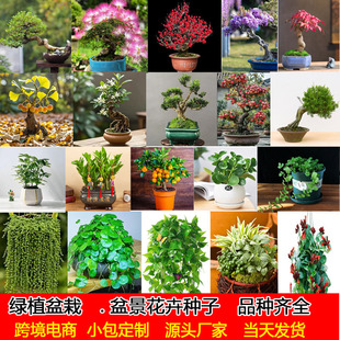 �羳�辰��N�ӾGֲ�N�Ӱlؔ���P��ľ�{��麷N�����bС���b���l