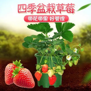 Four Seasons Cream Big Fruit Strawberry Easy-To-Live Balcony North and South Seasonal Planting High Temperature and Cold Resistant Outdoor Courtyard Potted Plants