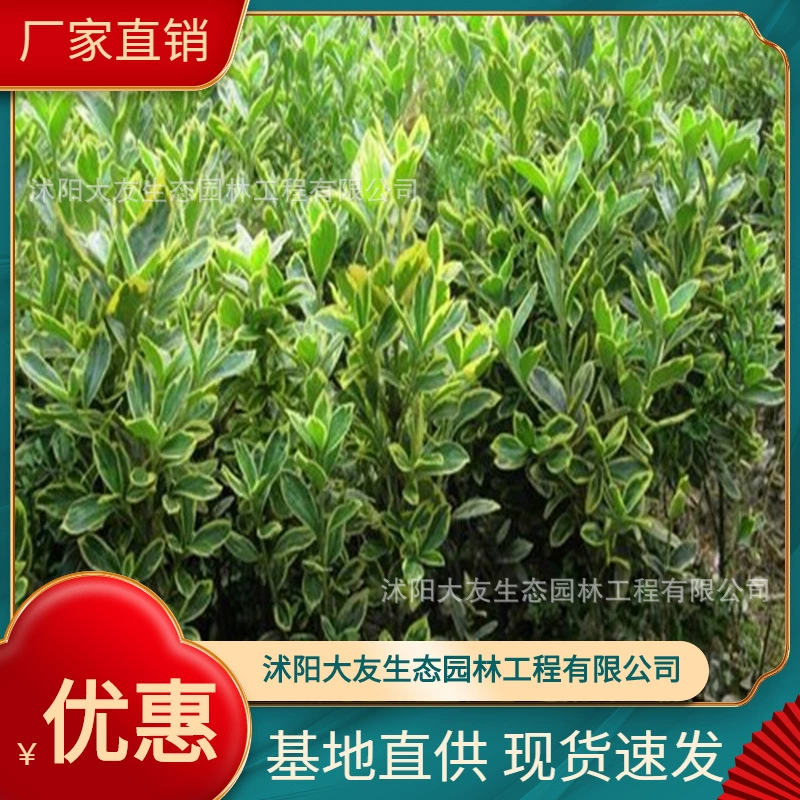 Sijiqing Base Оптовые сорта Самодельные полные живописные Ландшафтные инженерные работы Озеленение рассады