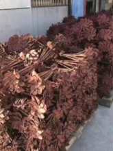 �߲��Bֳ���Ҵ���������^������ؘ���Ĥ�����L�Ӵ֌��õ��h���