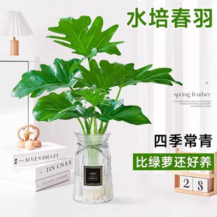 ��������ˮ��ֲ�����G�q�҃ȴ��곣��С�Gֲ�k����������՚�ֲ��