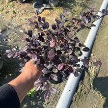 عNֲ t^ľ  ֱN t^ľtľ