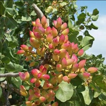 �_�Ĺ��������Ե��԰����ӾG���_�Ĺ����ϱ����Nֲ���箔��Y��