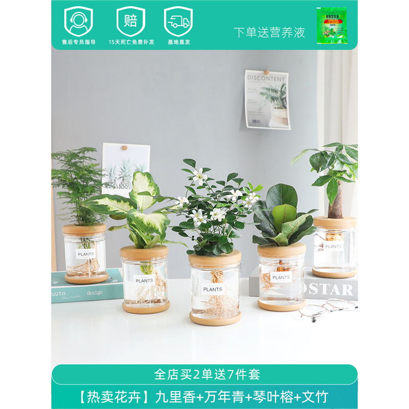 Plantas hidropónicas en maceta de flores de oficina de flores pequeñas plantas verdes en todas las estaciones, fácil de cultivar plantas en maceta de agua suculenta.