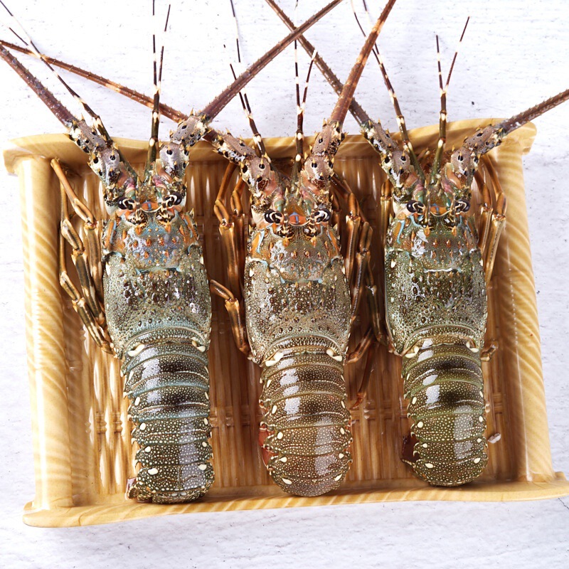 Live Frozen Small Green Dragon East Mountain Island Lobster, Ultra-Large Australian Lobster, First-Hand Vietnamese Green Dragon Seafood and Aquatic Products