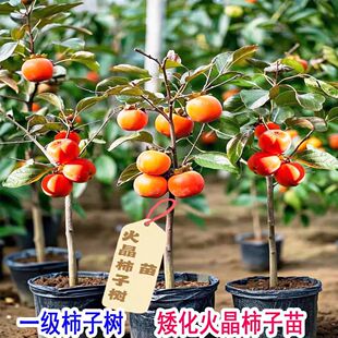 �����ͺ����Ә�ͥԺ�Nֲ���䰫�������ӹ���޽ӹ������o����