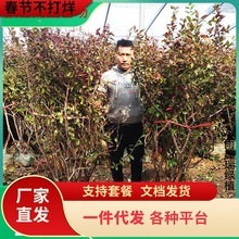 һlش{ݮ玧ϘͺԮYϷNֲͥ