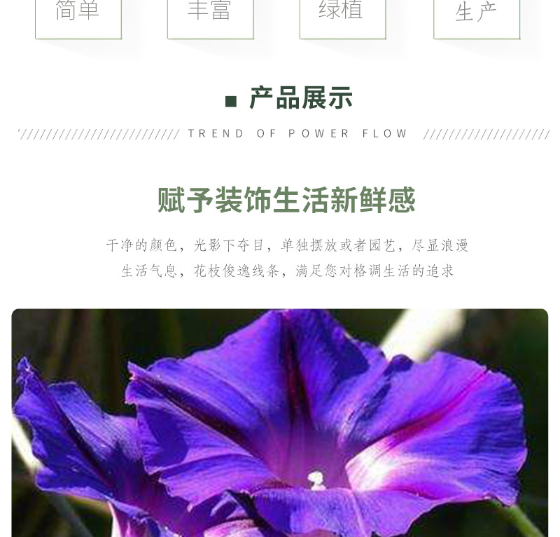 矮牵牛-开版-2_05