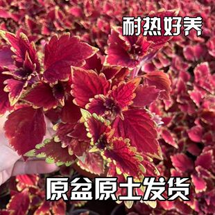 ��߅�t�~���~�������̨�҃�ͥԺ���B�͟��ļ�ֲ������^�~�Gֲ