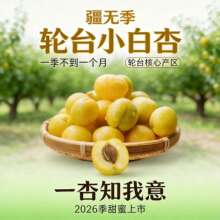 新疆小白杏轮台新鲜水果库车白杏子甜杏特产当季整箱胜小红杏顺丰