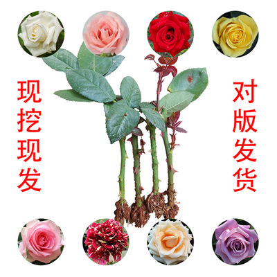 Yunnan Base wholesale Carola Flame Double happiness rose Chinese rose Flower seedlings Potted plant courtyard Big flower Strong fragrance