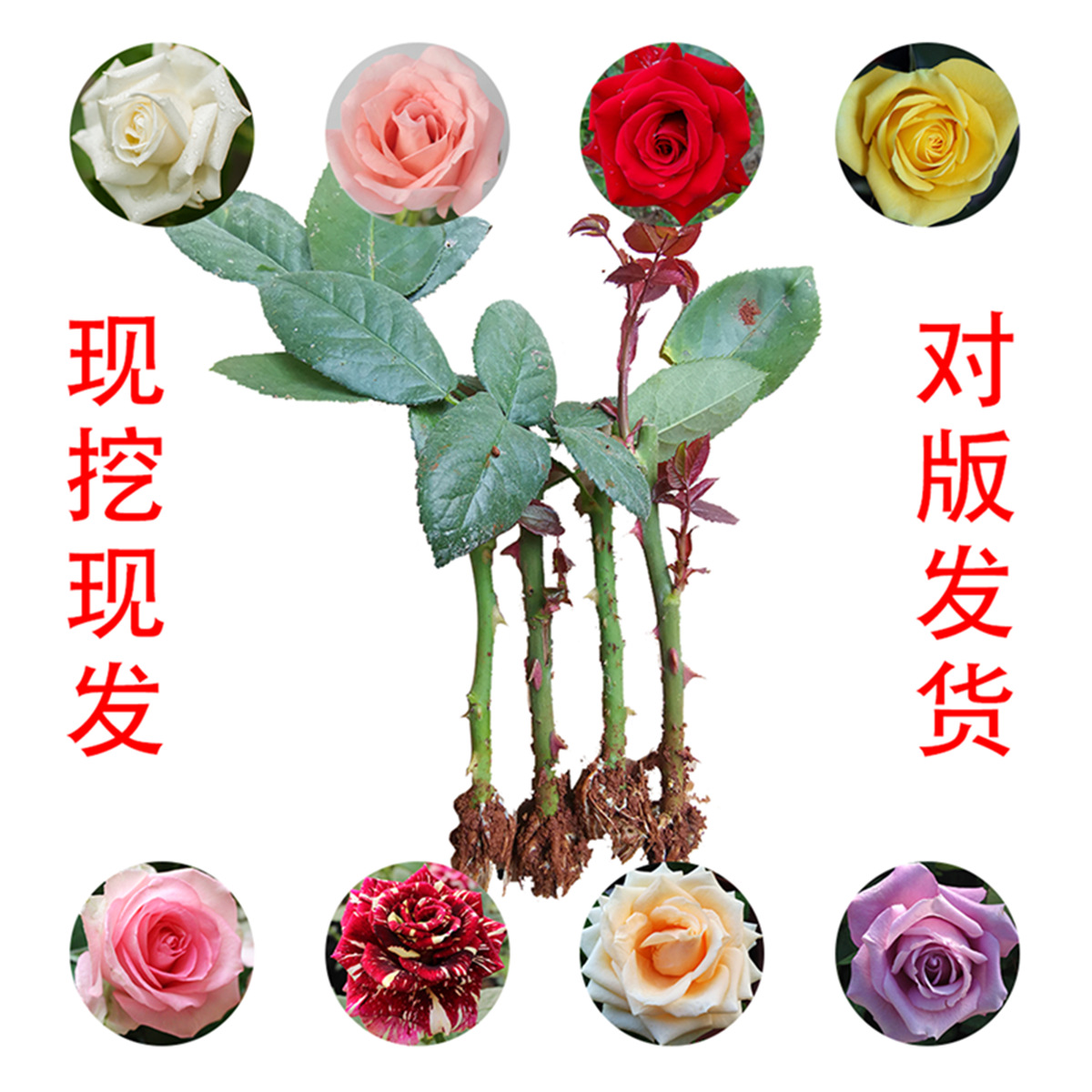 Yunnan Base wholesale Carola Flame Double happiness rose Chinese rose Flower seedlings Potted plant courtyard Big flower Strong fragrance