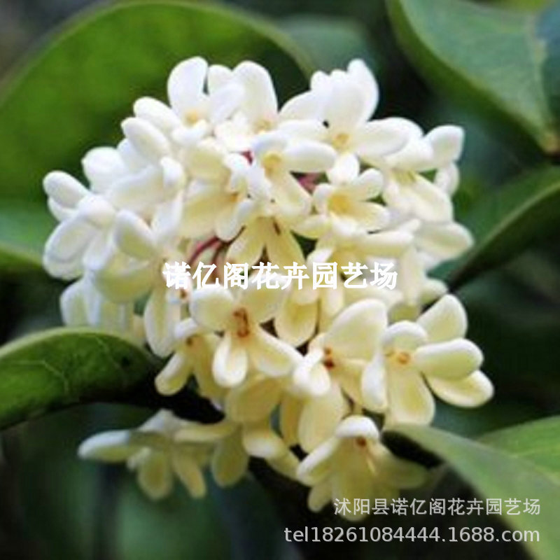 浓香型桂花树苗日香桂花期四季常青盆栽地栽树苗庭院地栽四季花