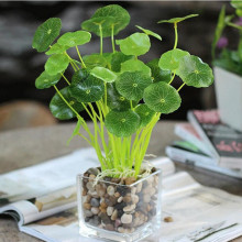 花清新绿植盆栽 金钱叶 鱼缸塑料假草 铜钱草小荷叶 花艺套装其他