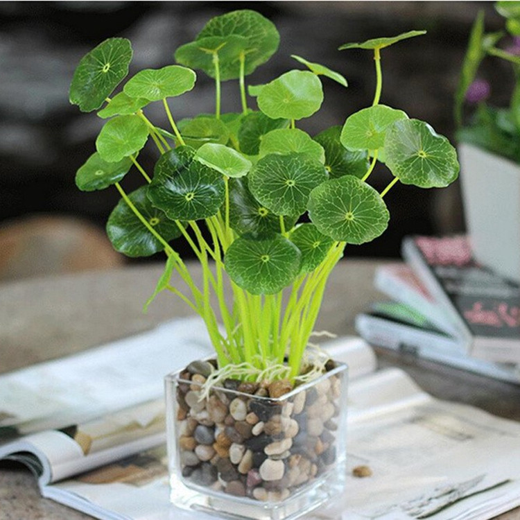 花清新绿植盆栽 金钱叶 鱼缸塑料假草 铜钱草小荷叶 花艺套装其他