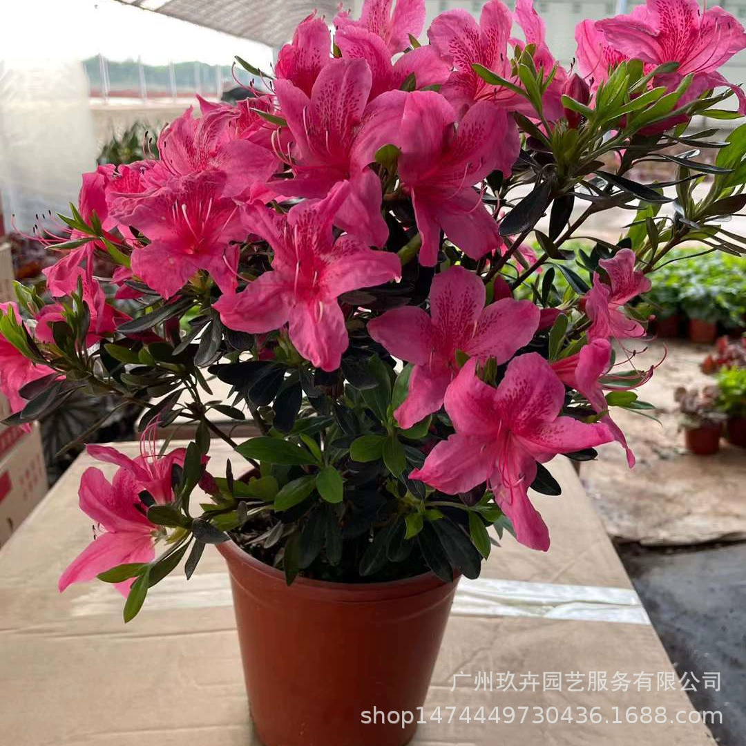 Анку Рододендрон Горшечные растения Несезонные цветущие Балкон Гостиная Двор Горшечные растения Комнатные зеленые растения Легко вырастить и жить Ландшафтный дизайн