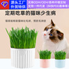 Tupei cat grass potted wheat seeds wholesale cat snack pet food hair ball cat cat to help digest cat grass