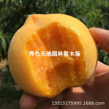 �S����ʺ��S�Ҙ���޽��S��ˮ�����Ә����ϱ����Nֲ���������