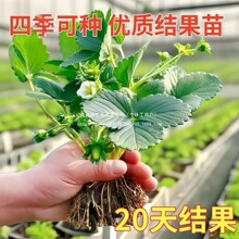 ݮļͲݮԼ̨ͥNֲԹ箔Yͺ