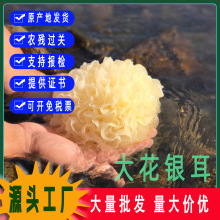 银耳干货白木耳小银耳古田直发小糯耳雪耳滋补养生食材无硫大朵
