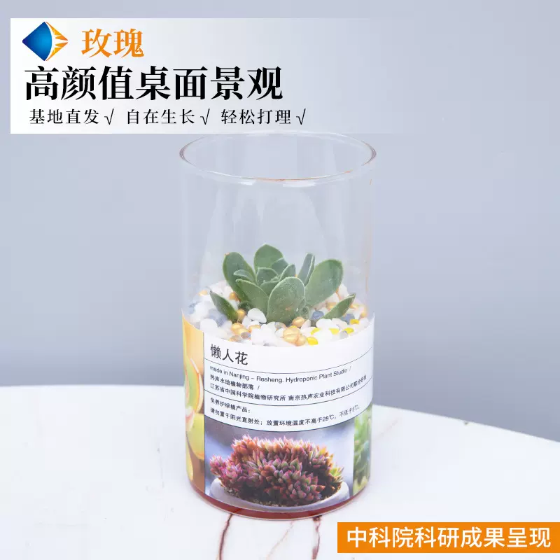 多肉植物套餐含带盆肉肉组合室内小盆栽精品玉露大颗好养花卉绿植