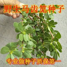 ɢ�b�R�X�{�N���ļ������R�X��Λ�Ʋ��R���߲��L�۲�Ұ�˷N�Ӱ��]