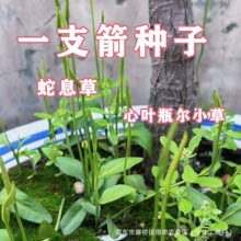 һ֧���N����Ϣ�ݷN���в�ș�������������ҧ��ƿ��С������ֲ��