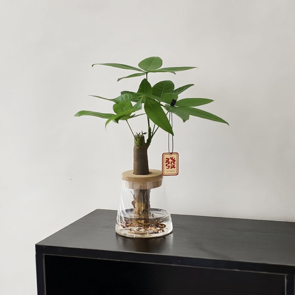 发财树办公室内桌面水培绿植物盆栽好养摆件净化空气懒人客厅厂家