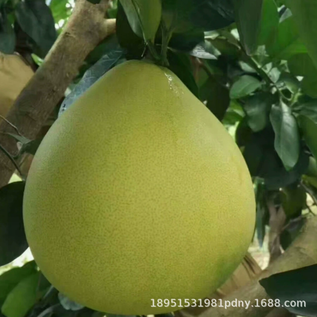 Аньцзянский каменный сахар Помело Сюэфэн Помело Наземные посаженные горшки Саженцы Посадка рассады помело на юге и севере