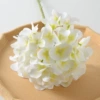 Film hydrangea white