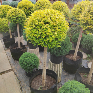 ����Ůؑ�����ǻ���ֲ�ﴨ��Ϟ���{���ؙ���֮������Ůؑ�ļ�����