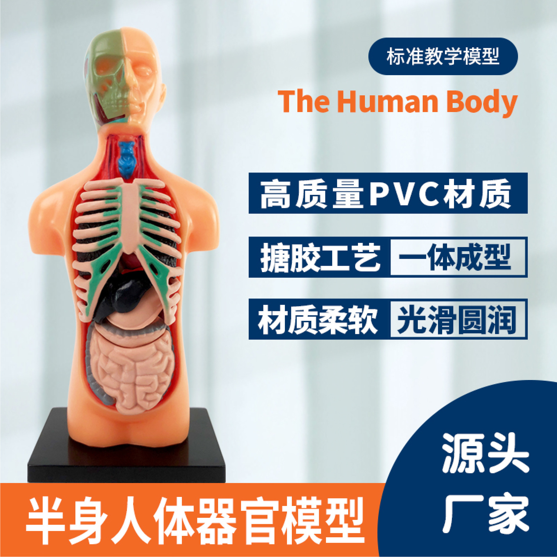 Juguetes educativos para niños educación de iluminación Conjunto de órganos del tallo del esqueleto humano modelo de medio cuerpo material didáctico transfronterizo al por mayor