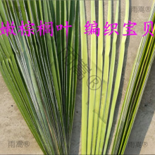 叶婚礼采编太保蚂蚱编织新鲜蝴蝶棕榈棕榈叶材料棕编粽麦背景宝贝