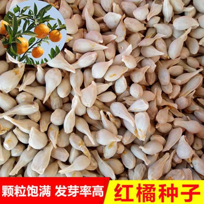 批发新采枳壳种子香橙种籽枸橘红桔种子嫁接柑橘资阳软枝小叶香橙