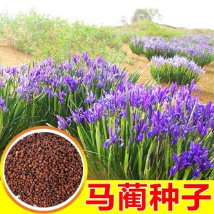 �Rɏ�N���²Ƀ��|�R�B�R�m���R�A�R�m�ݺ����m�N���ͺ����}�|