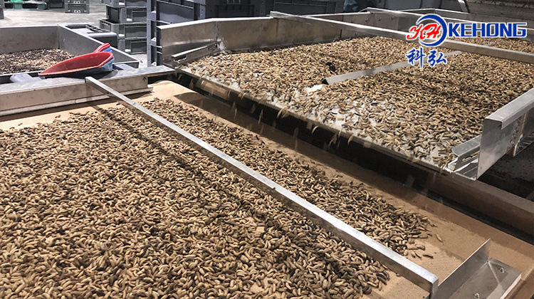 微波牛虻黄粉虫烘干设备