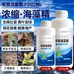 Concentrated Seaweed Essence for Rooting, Strengthening Roots, Sweetening Green Leaves, and Beautifying Fruits, Universal Water-Soluble Fertilizer for Fruit Trees, Vegetables, and Fruits, Foliar Fertilizer
