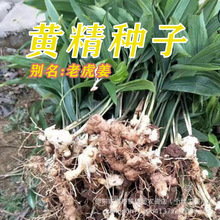 黄精种子黄精籽姜型多花黄精种子倒苗鸡头精节节高黄精干籽出芽高